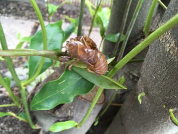 【空き家の除草剤散布】